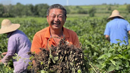 蚌埠市五河县小溪镇：小花生大丰收  迎来好“钱”景