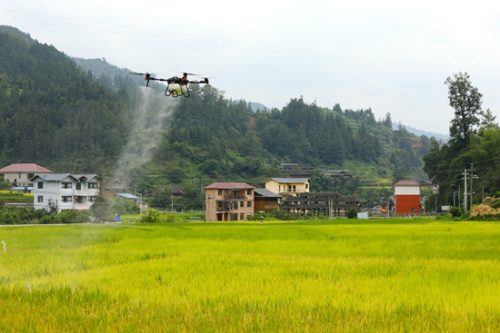 贵州剑河：水稻“空中保姆”，保障粮食安全_fororder_极飞无人机正在空中作业  (2).JPG