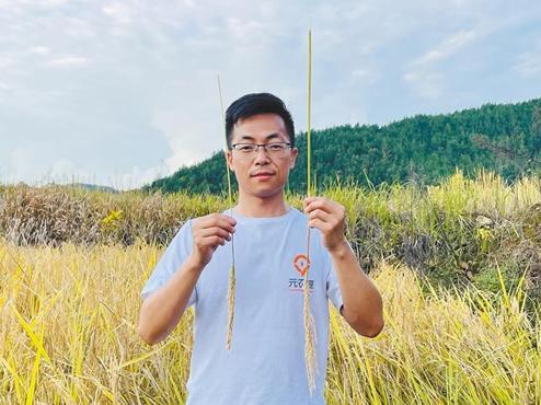 陕西首批巨型稻在汉阴试种成功