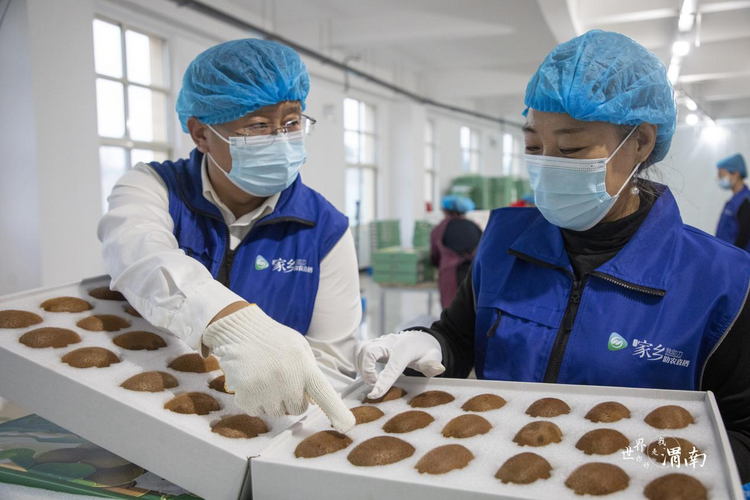 渭南市临渭区：直播助推猕猴桃产业飞速发展_fororder_图片11