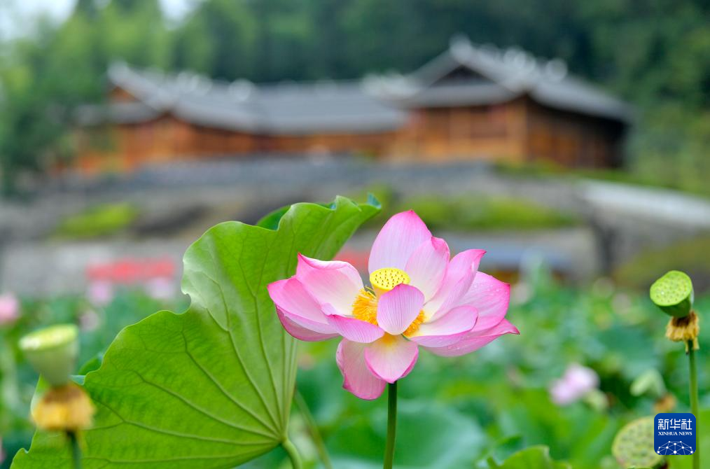 湖北宣恩：吊脚楼前的荷香