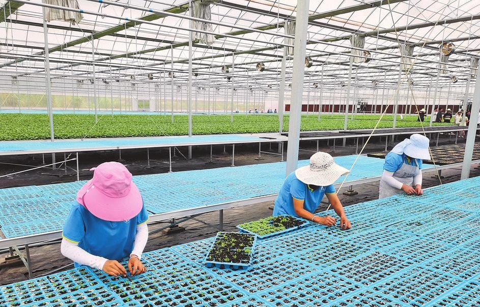 昆明最大智能化果蔬种苗工厂建成投用_fororder_e7c