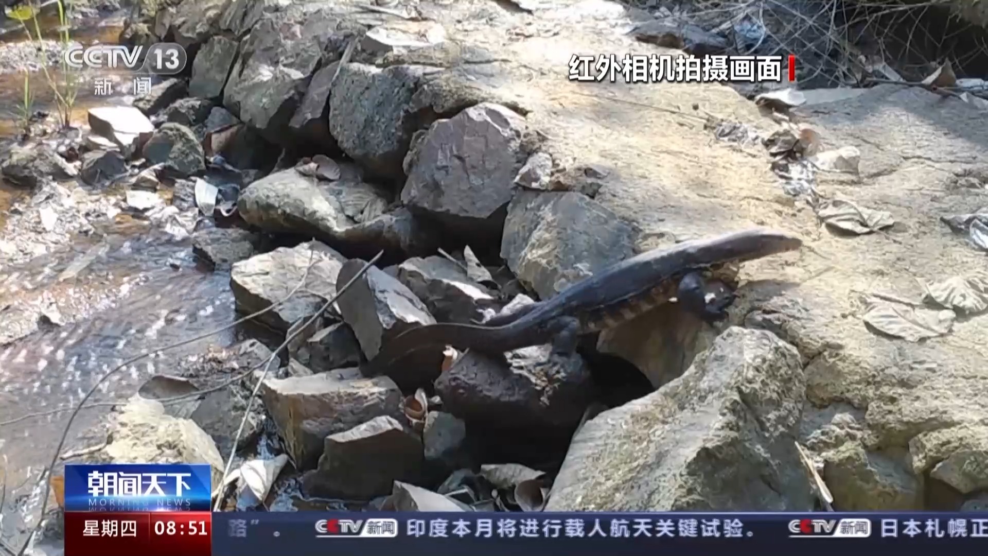 海南热带雨林国家公园：长臂猿种群数量稳步增长 中华穿山甲罕见亮相
