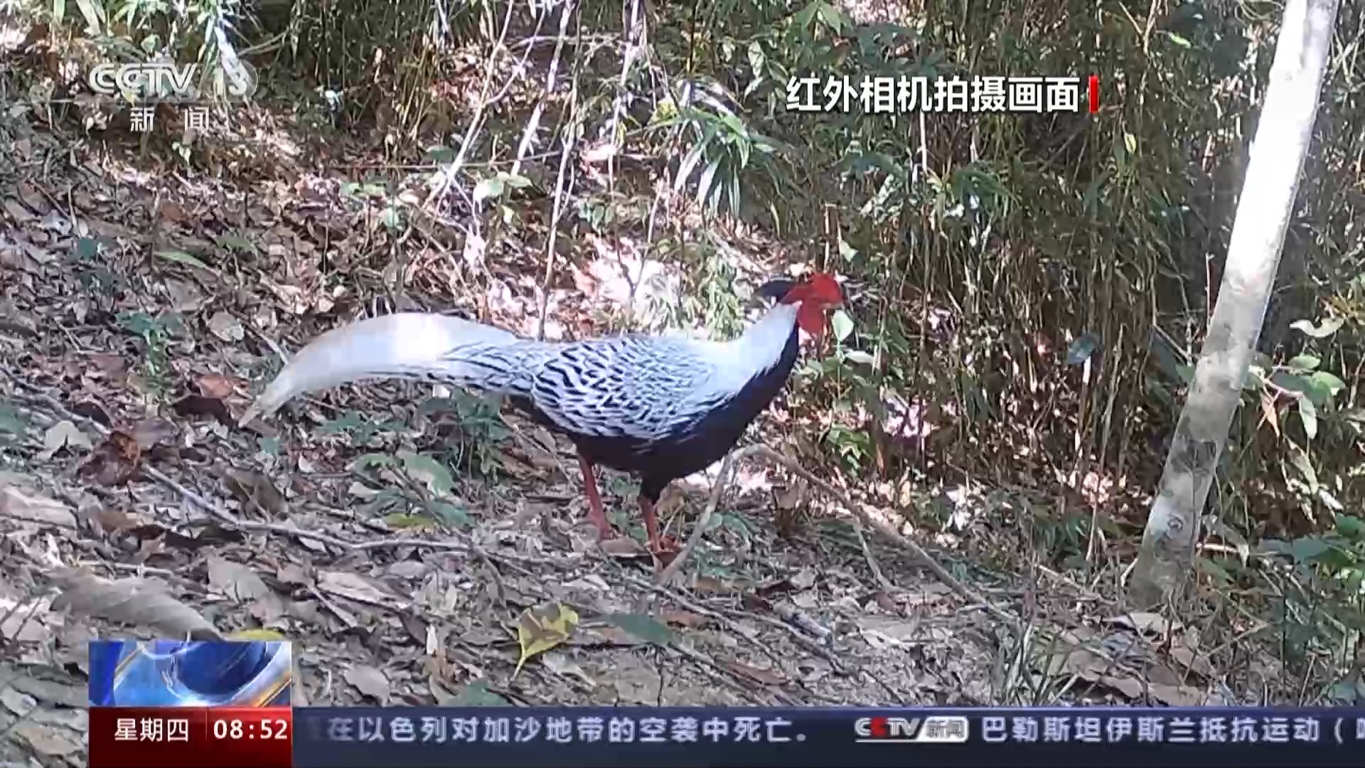 海南热带雨林国家公园：长臂猿种群数量稳步增长 中华穿山甲罕见亮相