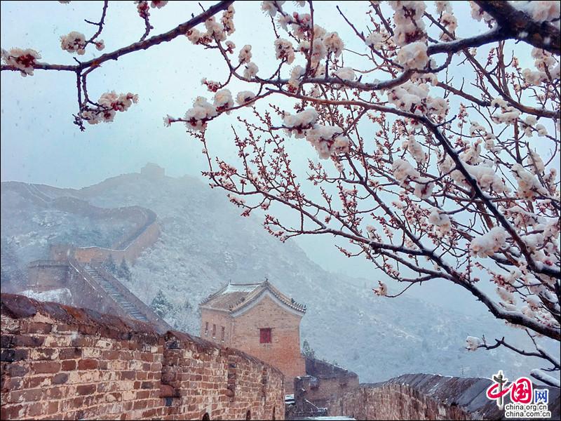 金山岭长城，一场杏花春雪如坠入画中仙境
