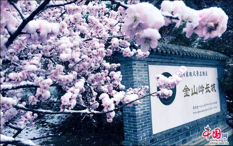 金山岭长城，一场杏花春雪如坠入画中仙境