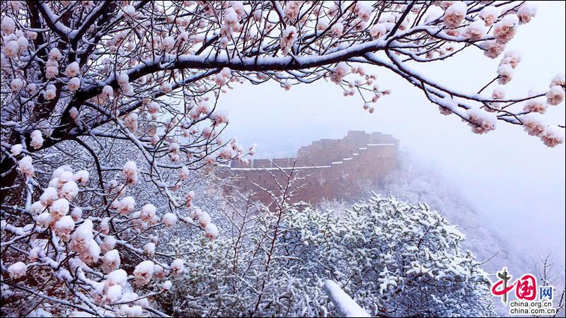 金山岭长城，一场杏花春雪如坠入画中仙境