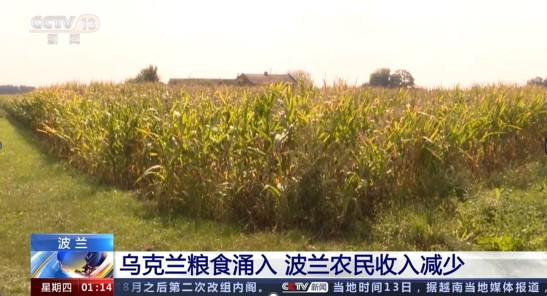 欧洲头条丨望“粮”兴叹 乌克兰粮食成了中东欧烫手的山芋