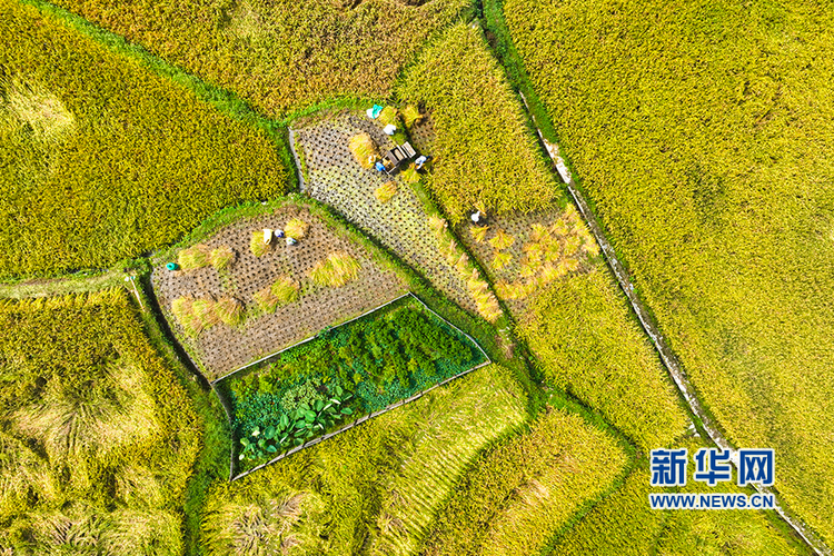 湖南常宁：高山梯田喜丰收_fororder_2222