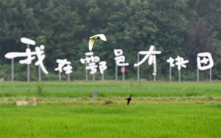 诗画鄠邑：把艺术植入乡村 让产业扎根沃野_fororder_微信图片_20230915204858