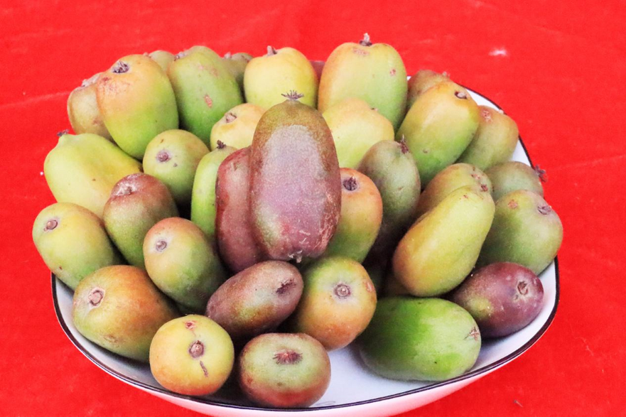 2023 China (Xixia) Kiwifruit Harvest Festival and Investment Promotion Conference Held_fororder_图片4