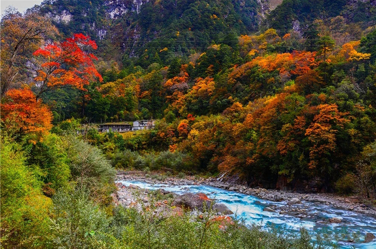 雅安：秋日石棉 别样美丽_fororder_枫叶盛开-供图-石棉县委宣传部