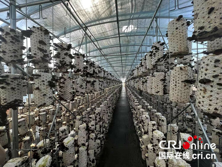 稻花香里说丰年丨汪清：“小木耳”撑起乡村振兴“大产业”_fororder_01
