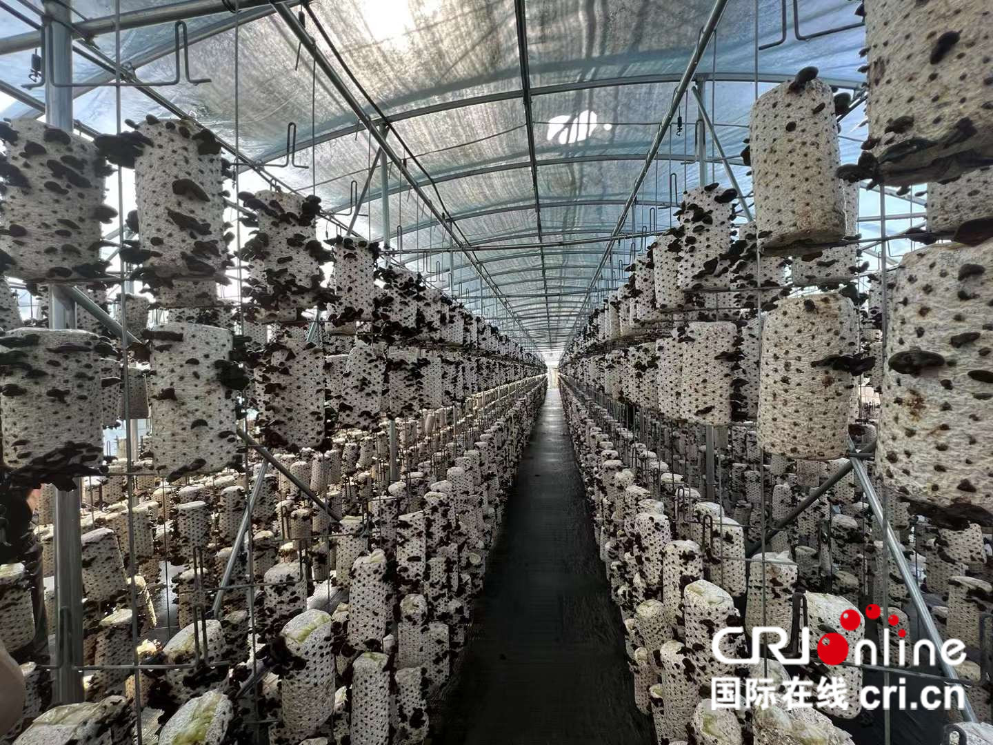稻花香里说丰年丨汪清：“小木耳”撑起乡村振兴“大产业”_fororder_01