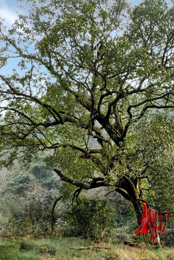 （转载）来场“古树之旅” 这些宝藏地值得探索_fororder_未标题-6