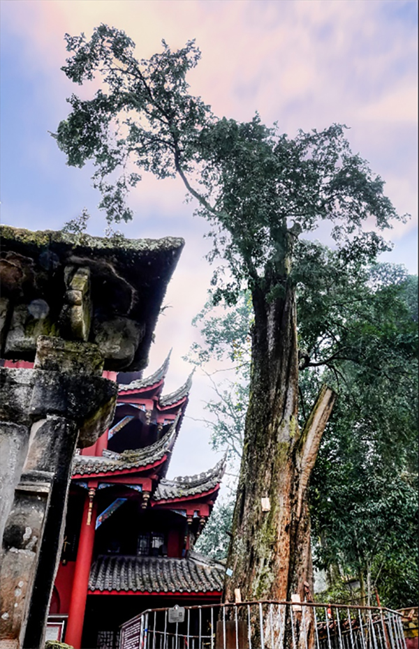 （转载）来场“古树之旅” 这些宝藏地值得探索_fororder_未标题-3