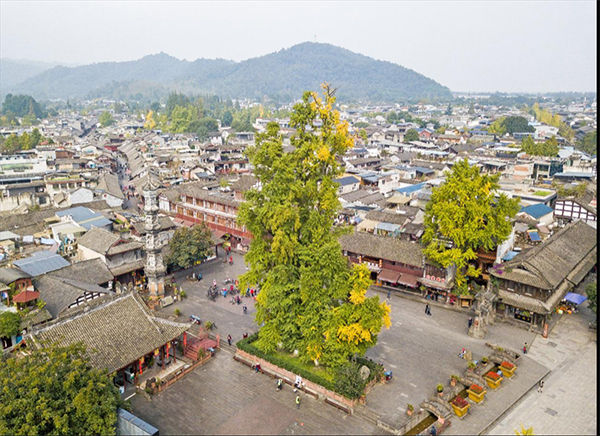 （转载）来场“古树之旅” 这些宝藏地值得探索_fororder_未标题-1