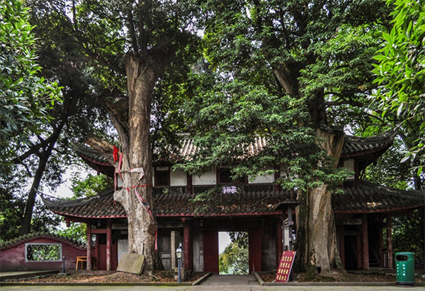 （转载）来场“古树之旅” 这些宝藏地值得探索_fororder_未标题-8