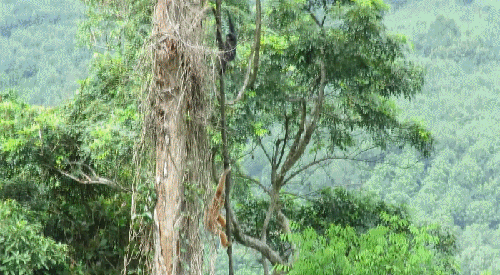 听！热带雨林里海南长臂猿的天籁“歌声”