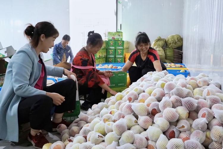 湖南新邵水蜜桃错峰上市 大山深处结出“致富果”_fororder_图片2