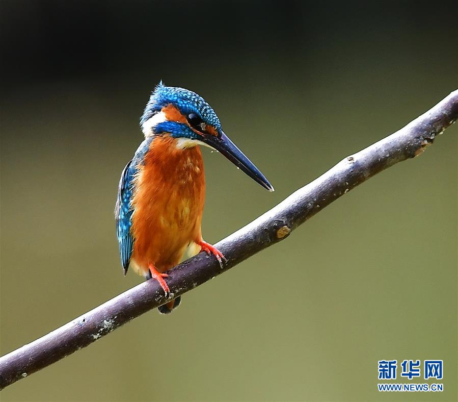 翠鸟的春天