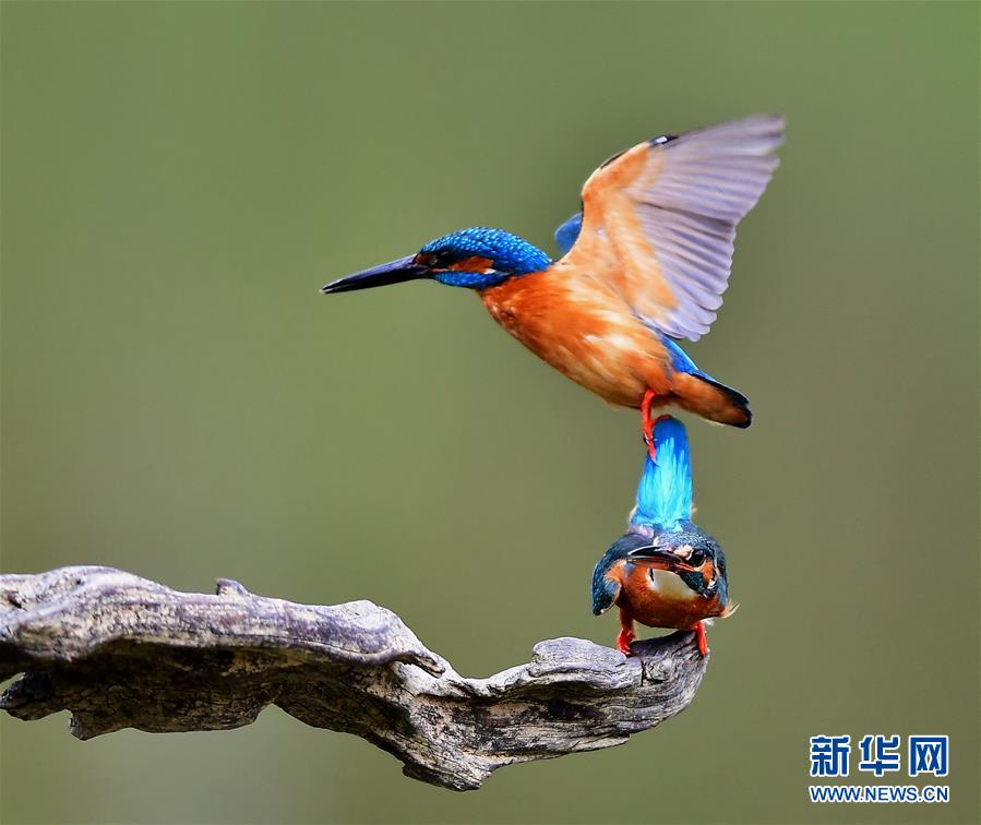 翠鸟的春天