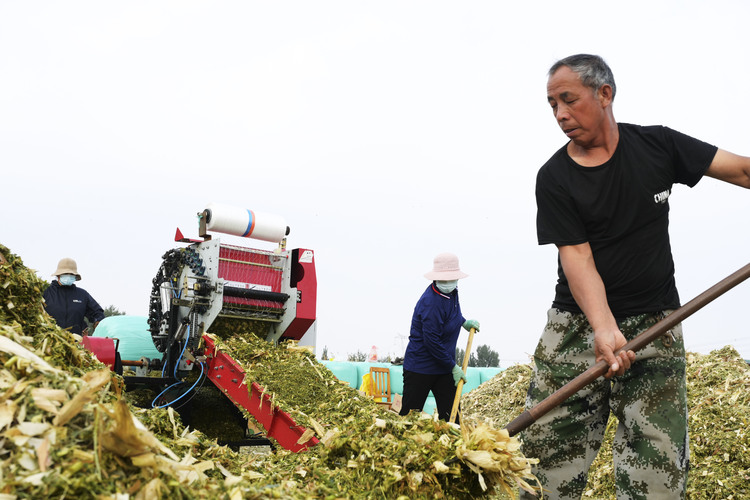 邢台柏乡：玉米秸秆 助农增收_fororder_微信图片_20231010142339