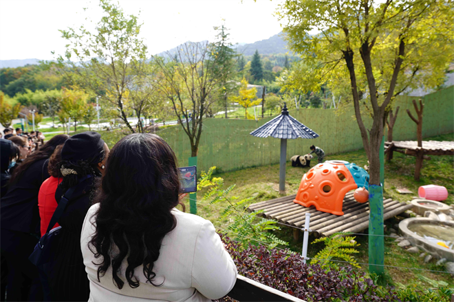 Las esposas de los embajadores acreditados en China visitan a Zhouzhi: se dieron cita con los pandas, "duendes de Qinling"_fororder_3