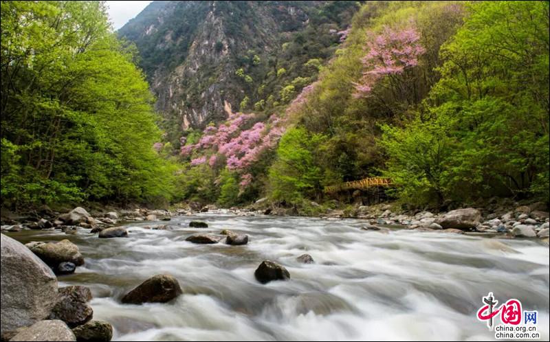 四川青川唐家河紫荆花现已绽放并开启赏花模式