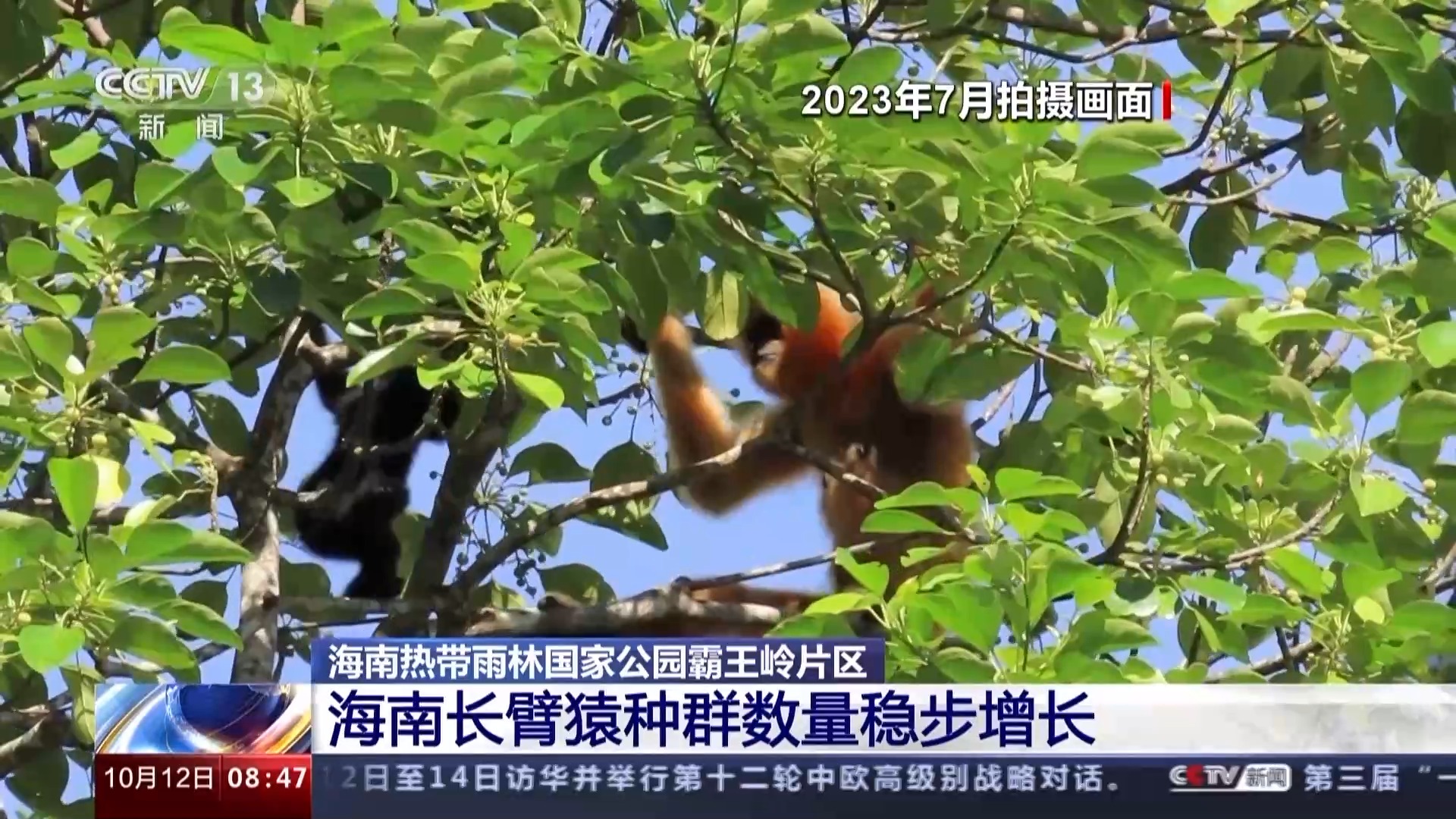 海南热带雨林国家公园：长臂猿种群数量稳步增长 中华穿山甲罕见亮相
