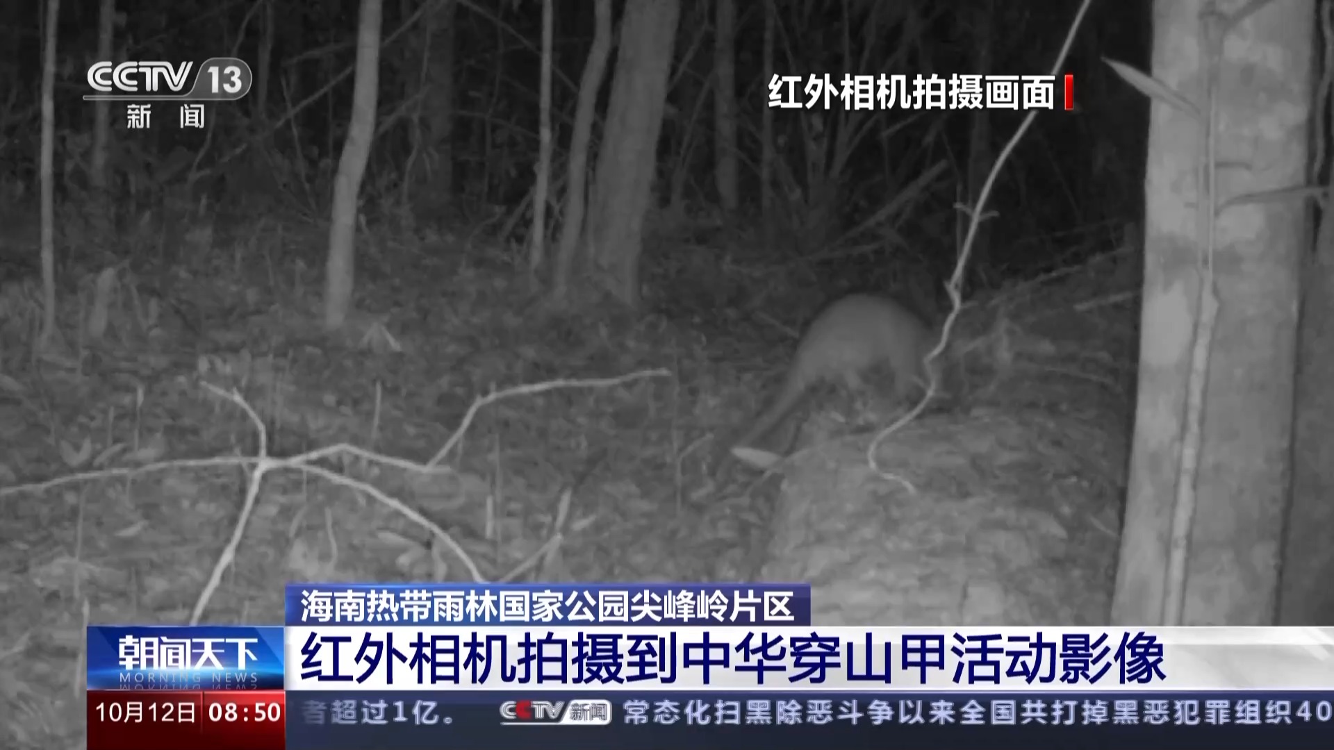 海南热带雨林国家公园：长臂猿种群数量稳步增长 中华穿山甲罕见亮相