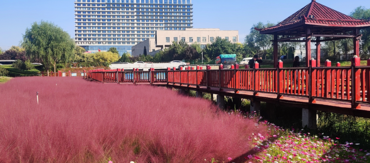 石家庄市鹿泉区：粉黛入秋色 格桑惊艳开_fororder_图片1