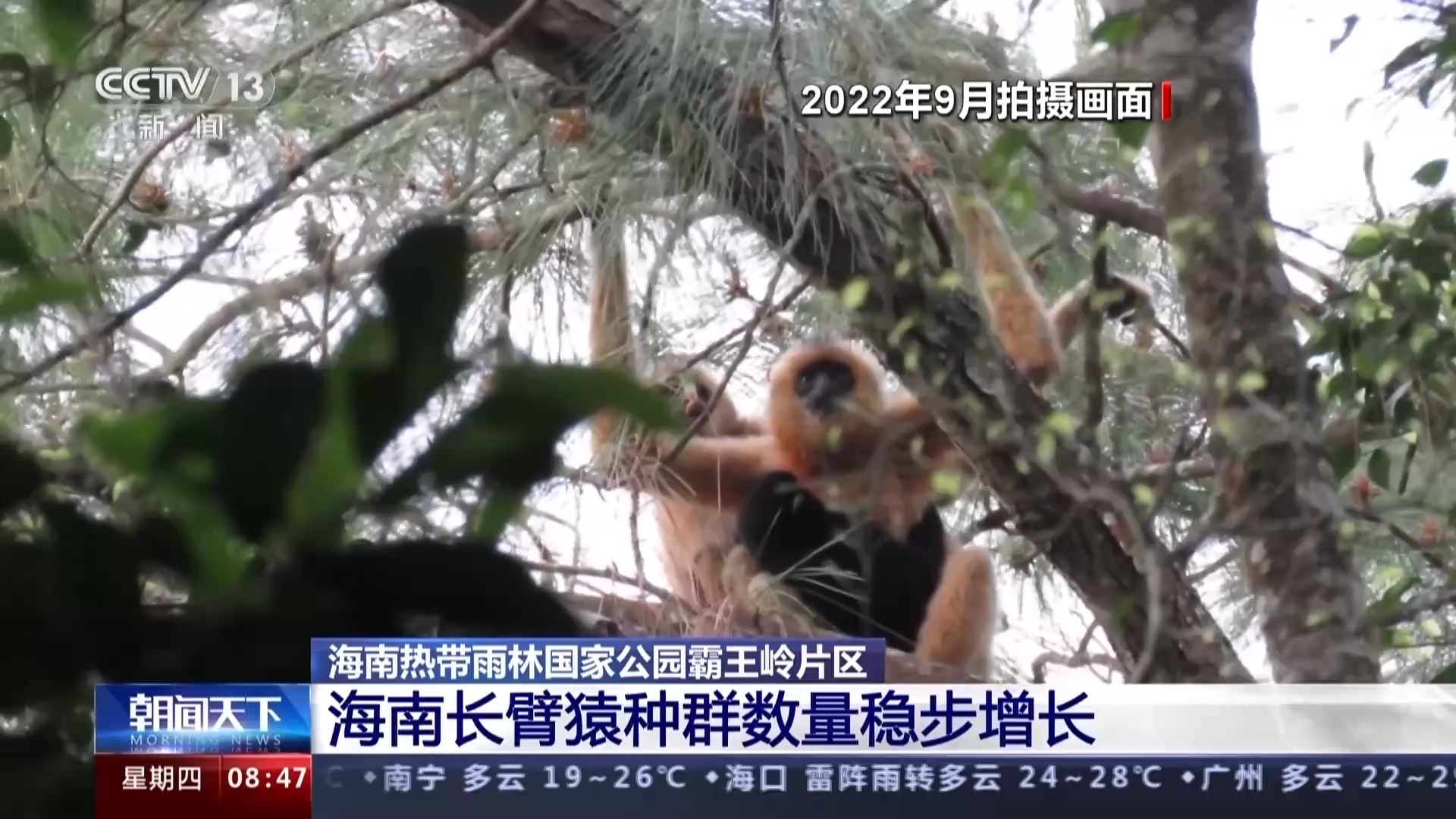 海南热带雨林国家公园：长臂猿种群数量稳步增长 中华穿山甲罕见亮相
