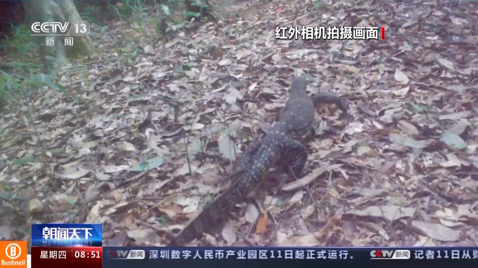 海南热带雨林国家公园：长臂猿种群数量稳步增长 中华穿山甲罕见亮相