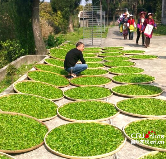 【cri看福建 主推】【滚动新闻】玉龙茶场：凸显生态特色 打造长乐品牌私房茶