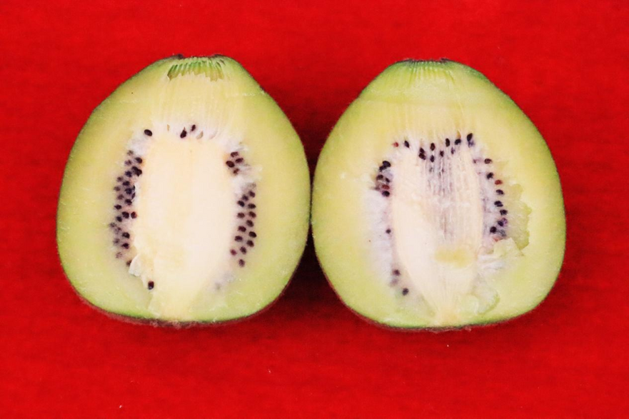 2023 China (Xixia) Kiwifruit Harvest Festival and Investment Promotion Conference Held_fororder_图片1