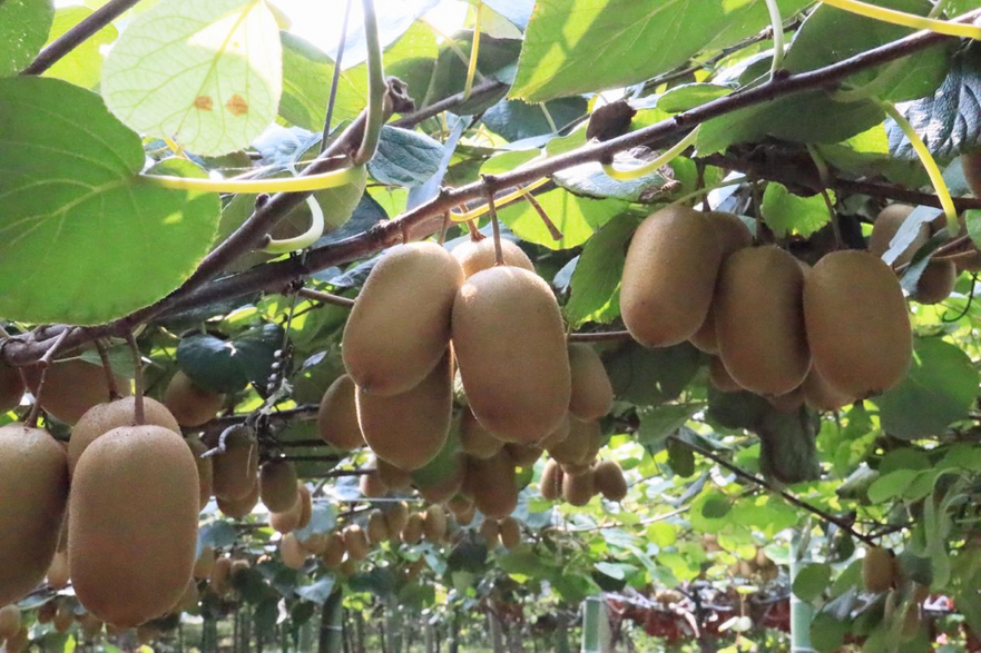 2023 China (Xixia) Kiwifruit Harvest Festival and Investment Promotion Conference Held_fororder_图片3