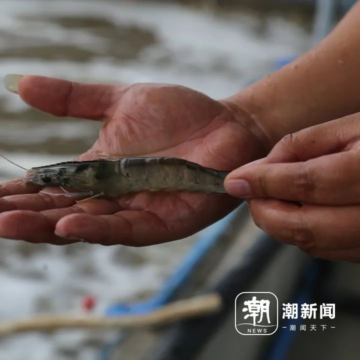 “新疆海鲜”何时到浙江？专家说，还得再等等_fororder_1697558711139_652eb0b7ce023a0001d1b31a