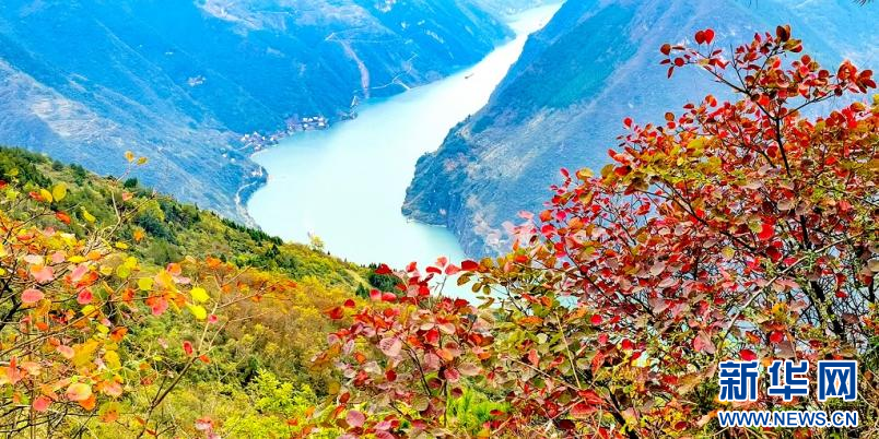 巴东巫峡初冬美 红叶云雾漫峡江
