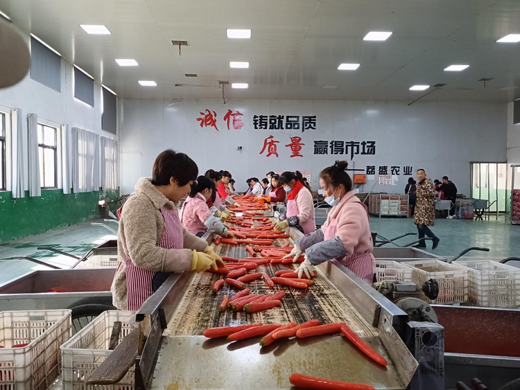 “小村庄” 联通“大市场” 渭南大荔以现代农业产业园区助推全域农业现代化_fororder_图片4