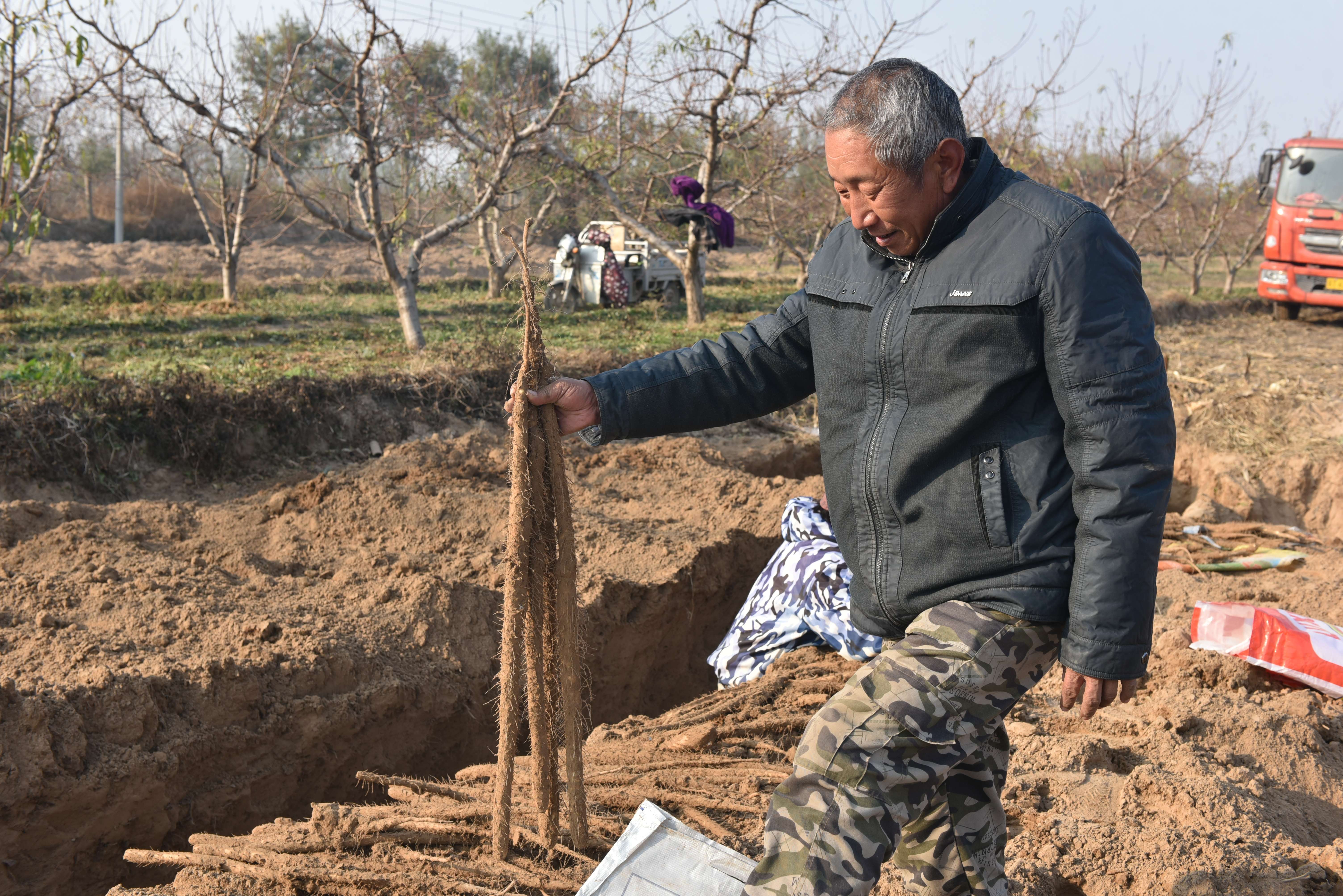 河北深州：白山药采收忙，拓宽村民增收路_fororder_图2：西辛庄村“小白嘴”山药收获现场。任玉静摄