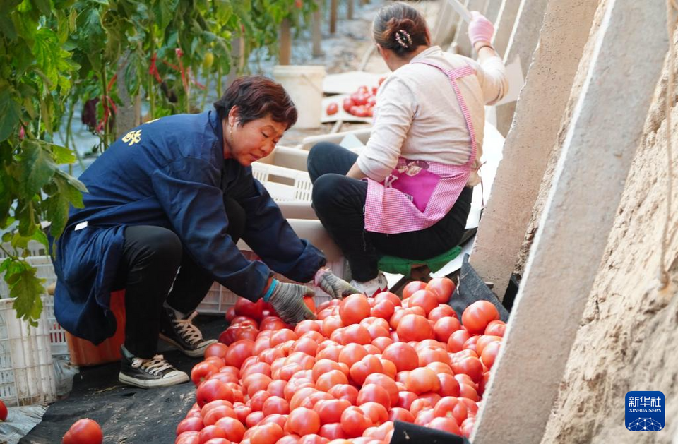 山东临邑：初冬时节大棚西红柿收获忙