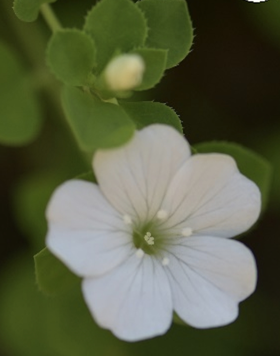 （转载）四川发现野生植物新种——美姑青篱柴