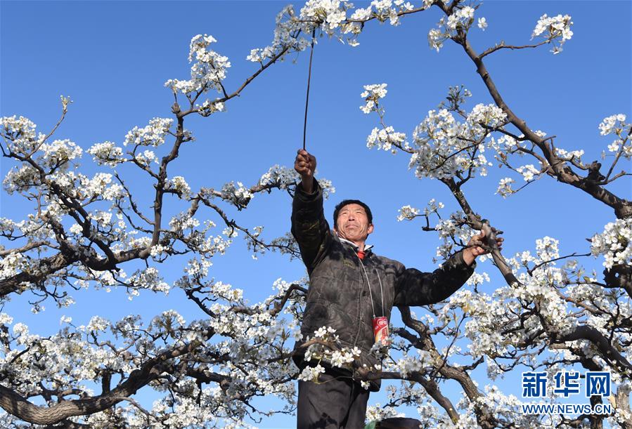 河北：梨花争艳授粉忙