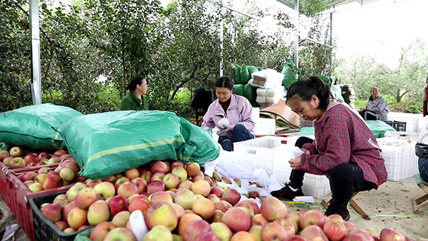 组图｜雅安汉源：苹果挂满枝 果农丰收采摘忙_fororder_村民在分拣苹果-摄影-方秦