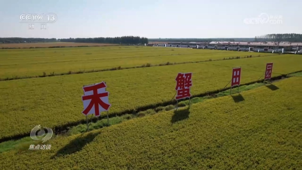 焦点访谈：盐碱地里稻谷香