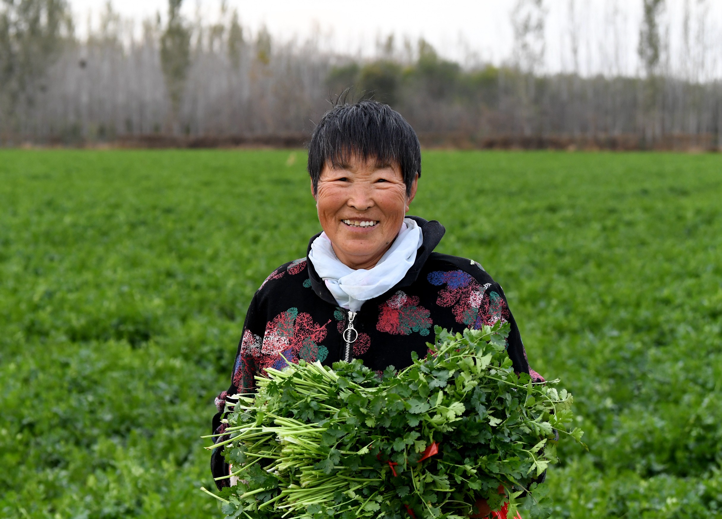 图片默认标题_fororder_村民展示收获的香菜。 崔贤飞 摄