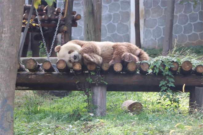 Les épouses des ambassadeurs étrangers en Chine à Zhouzhi : à la rencontre des « esprits de Qinling » et « rendez-vous avec les pandas »_fororder_图片5