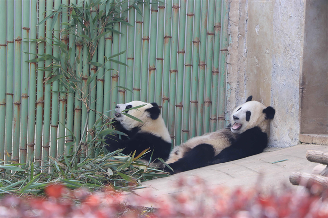 Les épouses des ambassadeurs étrangers en Chine à Zhouzhi : à la rencontre des « esprits de Qinling » et « rendez-vous avec les pandas »_fororder_图片4