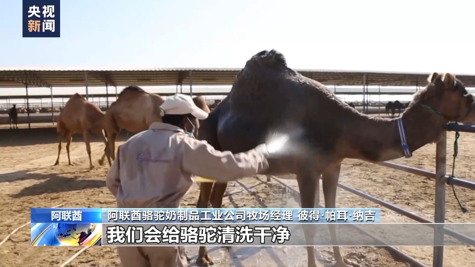 中国大市场 世界大机遇丨沿着“一带一路”而来 骆驼奶是如何炼成的